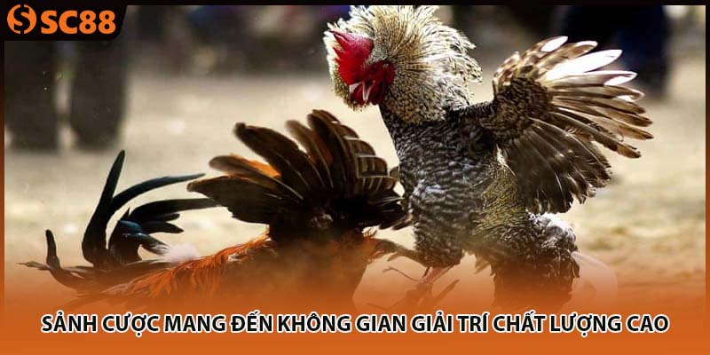 Sảnh cược mang đến không gian giải trí chất lượng cao